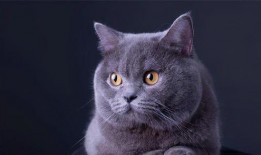 猫猫突围最新爆料,揭秘幕后真相，独家爆料引热议