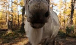 网红驯鹿吃瓜视频大全