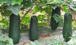 诸暨网红吃瓜事件