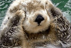 娱乐吃瓜酱海獭手牵手,一场跨界友谊的甜蜜邂逅