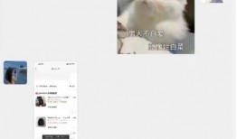 胖猫姐姐最新爆料,娱乐圈最新爆料大揭秘！
