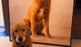 早期狗子爆料视频下载,独家下载与精彩内容回顾