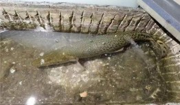 新闻爆料鳄雀鳝视频,惊现水中霸主！鳄雀鳝入侵引发关注