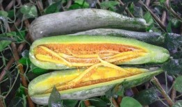 诸暨网红吃瓜事件