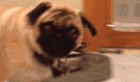 巴哥赤犬爆料了吗视频,背后惊人真相曝光