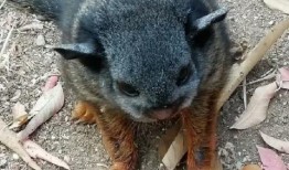 最新老鼠爆料新闻视频下载