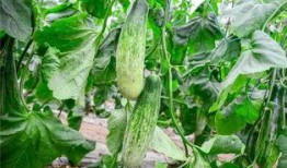 吃瓜号网红,揭秘吃瓜号网红的爆红之路