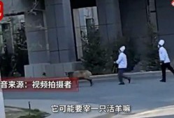 羊视频被爆料,揭秘网络红人背后惊人真相