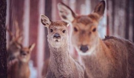网红驯鹿吃瓜视频大全