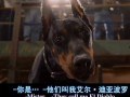 比佛利拜金狗在线观看,奢华生活背后的财富追逐