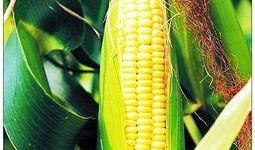 蛋花玉米爆料视频,视频爆料背后的惊人真相