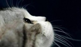 娱乐吃瓜君七七猫咪,娱乐吃瓜君的萌宠日常